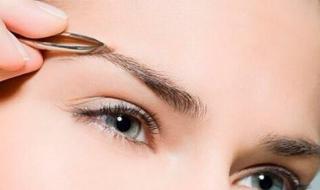 秀眉的价格 秀眉的价格